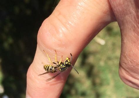 How To Avoid Wasp Stings Southern Perimeter