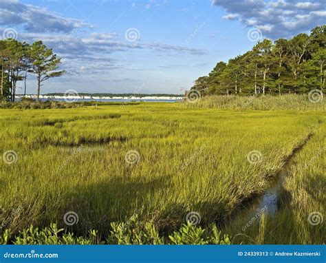 Maryland Wetland Stock Image Image Of Wetland Swamp 24339313