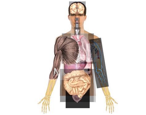 Human Body Organs Diagram Unlabeled