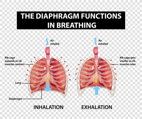 Lung Diaphragm Function Labeled Human Anatomy Clipart Classroom Clip Art Porn Sex Picture