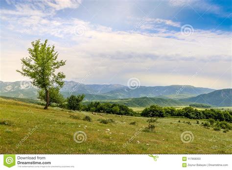 Beautiful Landscape With Lone Tree Stands On A Green Field