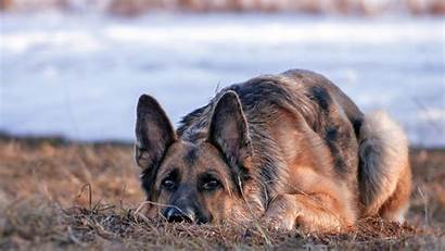 Shepherd German Dog Wallpapers 4k Animals 1080p