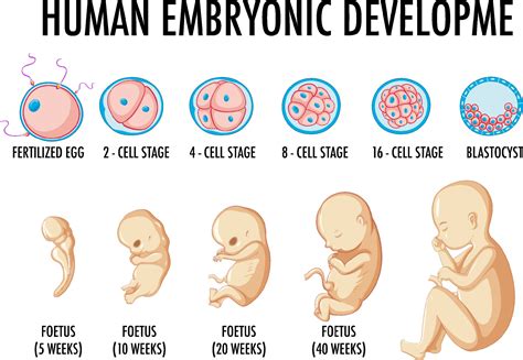 Actualizar 67 Imagen Dibujos De Las Etapas Del Desarrollo Embrionario