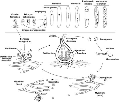 The Sexual Life Cycle Of A Model Filamentous Ascomycete Fungus Sexual