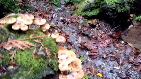 Edible Mushrooms Pacific Northwest All Mushroom Info