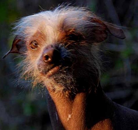 Meet The Worlds Ugliest Dog Abc News
