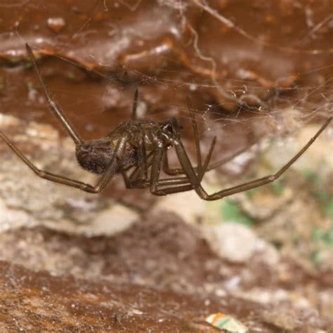 Spider Spotlight The Brown Recluse · Extermpro