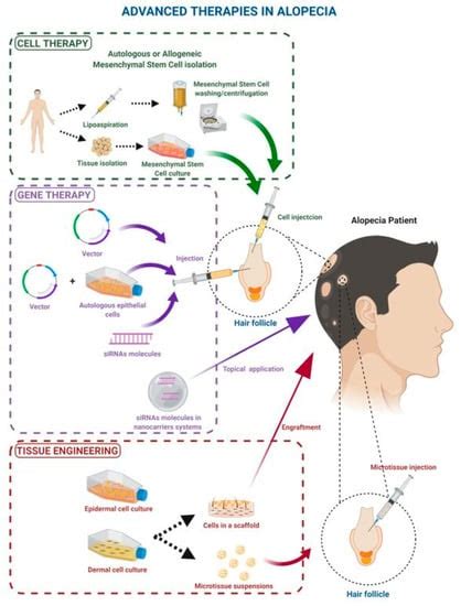 Alopecia Cell Signaling Pathway
