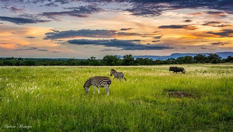 Sunset Wildlife Photograph By Andrew Matwijec Fine Art America