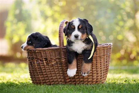 7 Special Tips For Taking Care Of Bernese Mountain Dog Puppies