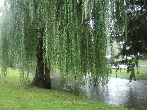 Willow wood can withstand water and was used in clog making. Weeping Willow tree | Weeping willow tree, Weeping willow ...