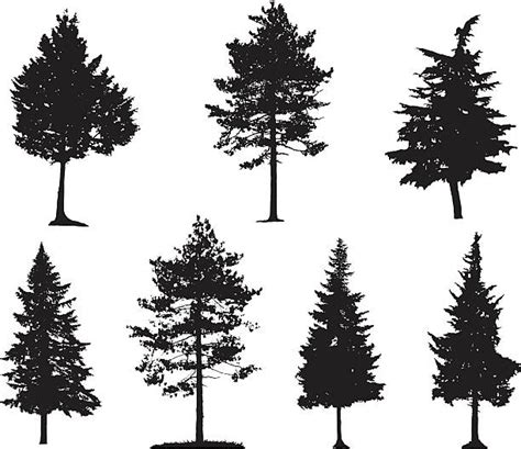 Save with up to 50% off volume discounts. Royalty Free Pine Tree Clip Art, Vector Images ...