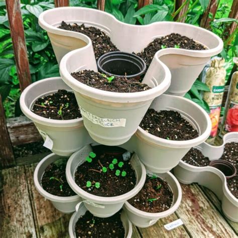 Dollar Tree Stackable Planters Review And Tips Bunnys Garden