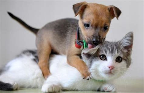 30 Funny Pictures Cat And Dog Fight Who Wins