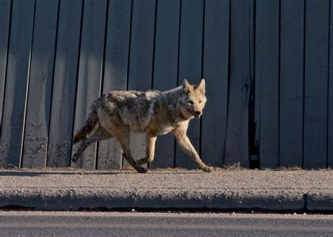 Survival Time Its Mating Season For Edmontons Urban Coyotes Cbc News
