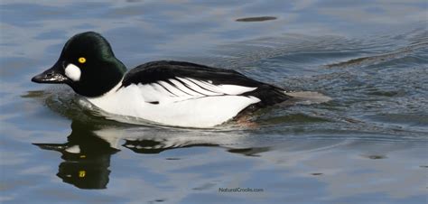 What Black And White Duck Has A Green Head And A Blue Bill And Winters