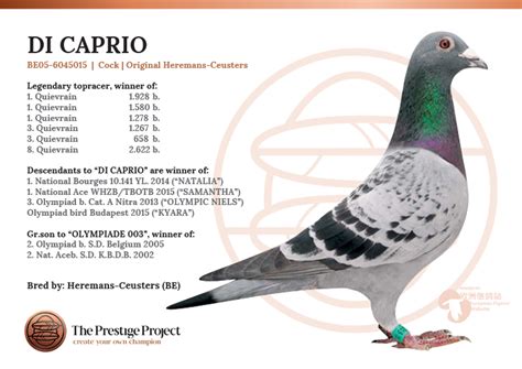 Racing Pigeon Auction