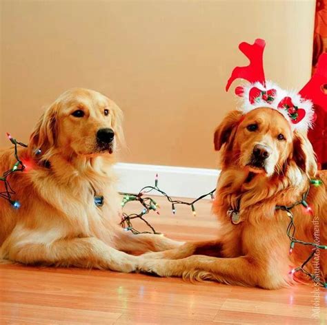Christmas Animals And Pets Funny Animals Cute Animals Cute Puppies