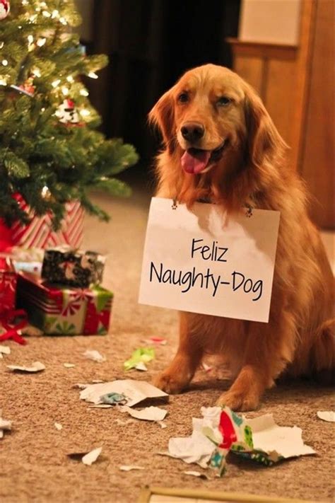 Funny Animal Pictures Of The Day 25 Pics Christmas Animals Pet