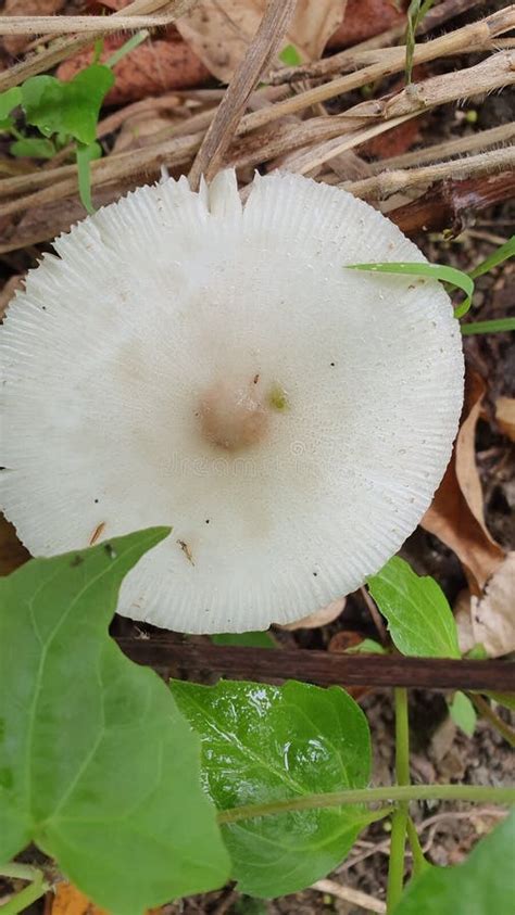 Wild White Mushroom And Is Edible Stock Photo Image Of Wild Nature