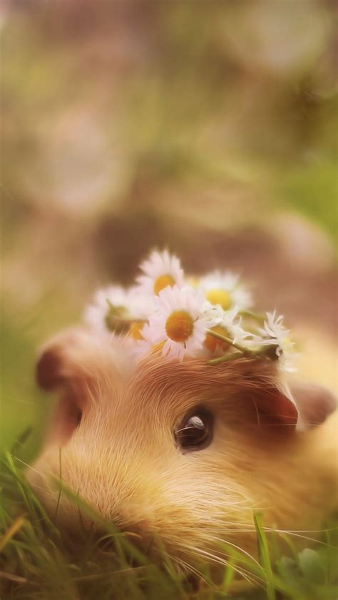 Cute Hamster Iphone Wallpaper Hd