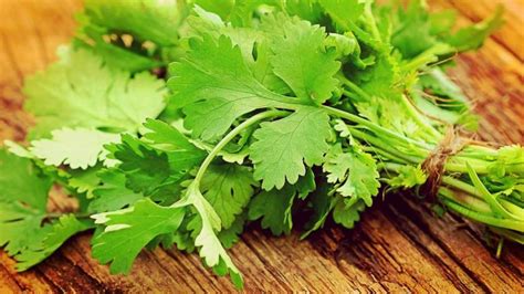 Propiedades Del Cilantro Un Aliado De Tu Salud Hoysoynet ️