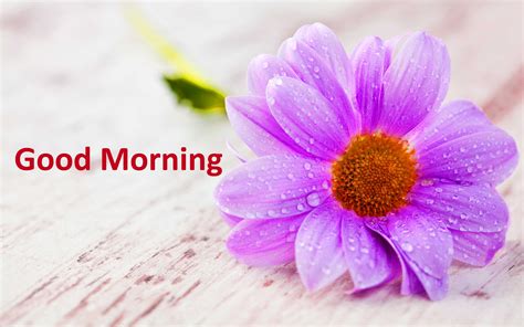 4k Good Morning Wallpapers High Quality Download Free