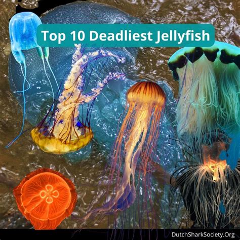 What Is The Most Dangerous Jellyfish Dutch Shark Society