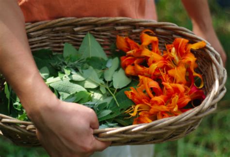 Guidelines And Practices For Ethical Wild Food Foraging The Homestead
