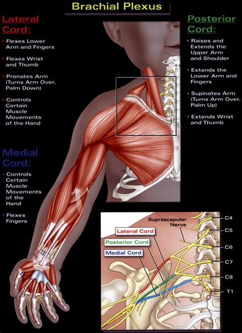 Shoulder Anatomy Brachial Plexus Images And Photos Finder