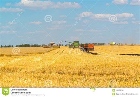 Agriculture In Russia The Growing Grain Stock Photo Image Of Earth