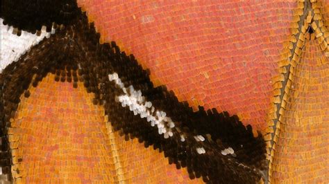 Scientists Pinpoint Genes Behind Butterfly Wing Patterns