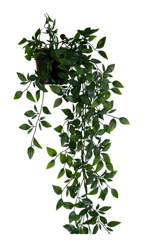 Hanging Plant Png Stock By Dlr Coverdesigns On Deviantart