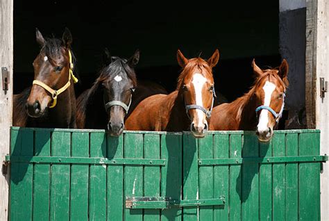 Best Horse Stable Stock Photos Pictures And Royalty Free Images Istock