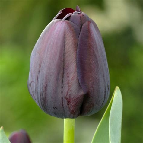 Tulipe Caf Noir Bulbes De Printemps Gamm Vert Tulipe