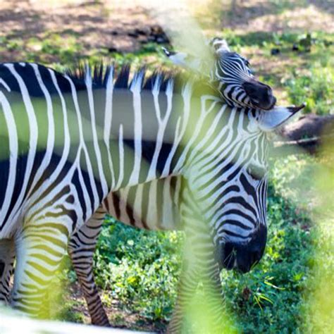 Como Zoo Welcomes Another Baby Zebra Como Zoo Conservatory