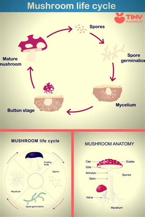 Mushroom Life Cycle Learn All You Need To Know Here Life Cycles
