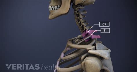 Spinal Motion Segment C7 T1 Cervicothoracic Junction Animation