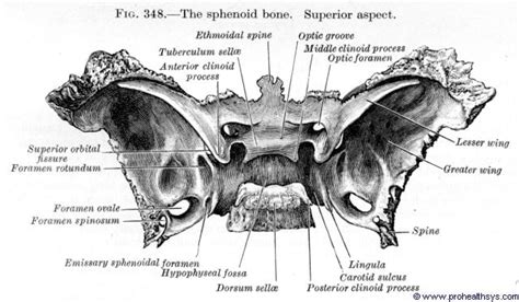 Sphenoid Bone Posterior View