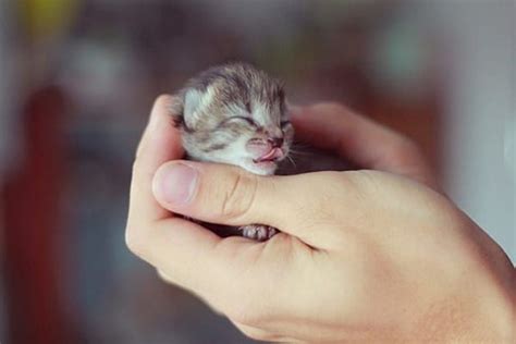 Pin on Photos d'Animaux Mignons