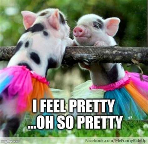Funny Quotes About Pigs Quotesgram