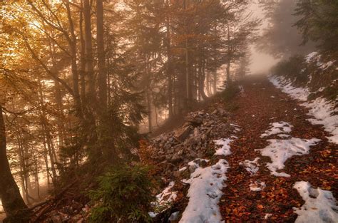 Foggy Autumn Forest By Burtn On Deviantart
