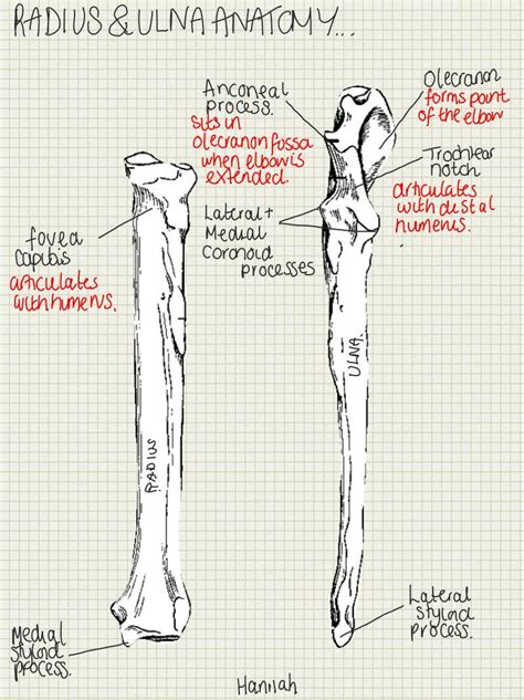 A Place To Find Hints Tips And Ask Questions Radius And Ulna