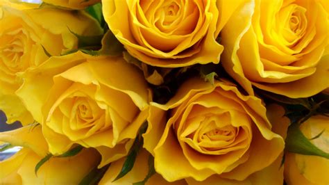 Hd Bright Yellow Backgrounds ~ Cute Wallpapers 2022