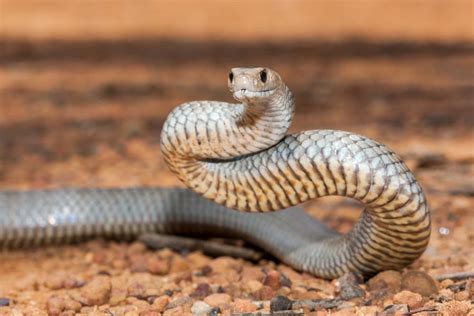 10 Most Venomous Snakes In The World 10 Most Today