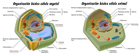 Ayuda Celula Eucariota Animal Y Vegetal Taringa