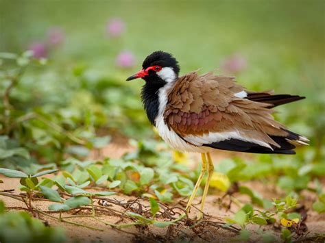 Bird Red Wattled Lapwing Vanellus Indicus From Srí Lanka Ultra Hd