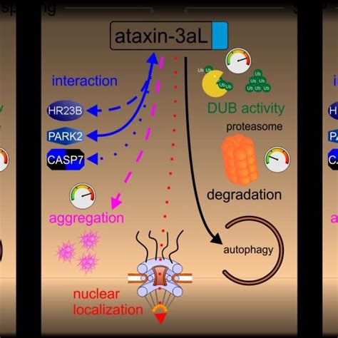 a subcellular distribution of ataxin 3 isoforms 18q 73q atxn3 ko download scientific