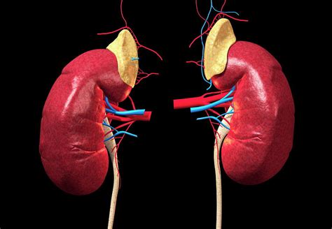 Adrenal Gland On Top Of Kidney Naapublishing