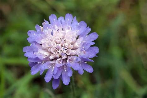 The Complete Guide To Scabiosa Flower With Pictures Flower Keen
